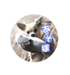 チワワのココたん（個別スタンプ：37）