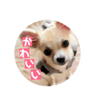 チワワのココたん（個別スタンプ：38）