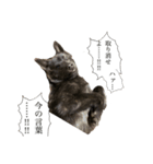 漆黒のハバネロ風太Ⅱ（個別スタンプ：8）
