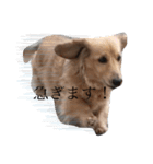 こまつすたんぷ（個別スタンプ：4）