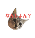 シマ猫スタンプっちゃ（個別スタンプ：1）