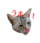 シマ猫スタンプっちゃ（個別スタンプ：6）