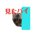 シマ猫スタンプっちゃ（個別スタンプ：7）