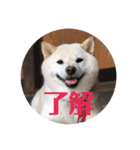 柴犬麻呂の日常スタンプ（個別スタンプ：3）