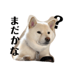 柴犬麻呂の日常スタンプ（個別スタンプ：4）