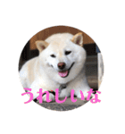 柴犬麻呂の日常スタンプ（個別スタンプ：9）