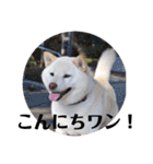 柴犬麻呂の日常スタンプ（個別スタンプ：10）