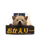 柴犬麻呂の日常スタンプ（個別スタンプ：11）