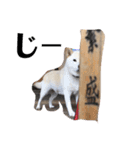 柴犬麻呂の日常スタンプ（個別スタンプ：13）