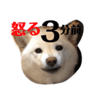 柴犬麻呂の日常スタンプ（個別スタンプ：15）
