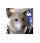 柴犬麻呂の日常スタンプ（個別スタンプ：16）