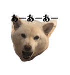 柴犬麻呂の日常スタンプ（個別スタンプ：17）