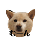 柴犬麻呂の日常スタンプ（個別スタンプ：18）