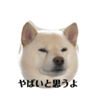 柴犬麻呂の日常スタンプ（個別スタンプ：20）