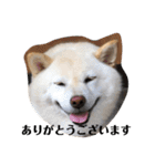 柴犬麻呂の日常スタンプ（個別スタンプ：21）