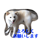 柴犬麻呂の日常スタンプ（個別スタンプ：22）