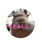 柴犬麻呂の日常スタンプ（個別スタンプ：23）