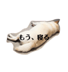 柴犬麻呂の日常スタンプ（個別スタンプ：24）