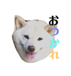 柴犬麻呂の日常スタンプ（個別スタンプ：26）
