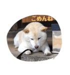 柴犬麻呂の日常スタンプ（個別スタンプ：27）