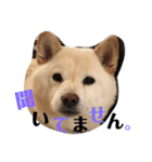 柴犬麻呂の日常スタンプ（個別スタンプ：29）