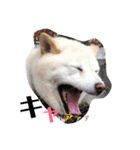 柴犬麻呂の日常スタンプ（個別スタンプ：30）