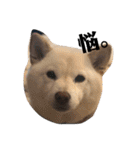 柴犬麻呂の日常スタンプ（個別スタンプ：32）