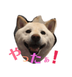 柴犬麻呂の日常スタンプ（個別スタンプ：34）