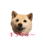 柴犬麻呂の日常スタンプ（個別スタンプ：36）