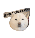 柴犬麻呂の日常スタンプ（個別スタンプ：37）