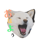 柴犬麻呂の日常スタンプ（個別スタンプ：38）