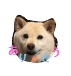 柴犬麻呂の日常スタンプ（個別スタンプ：39）