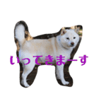 柴犬麻呂の日常スタンプ（個別スタンプ：40）