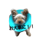 ヨーキー ショコラ（個別スタンプ：5）