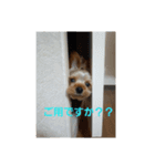 ヨーキー ショコラ（個別スタンプ：8）