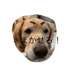 ゴールデンのジェイくん（個別スタンプ：4）