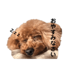 トイプードルのサラ便利スタンプ（個別スタンプ：2）