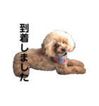 トイプードルのサラ便利スタンプ（個別スタンプ：13）