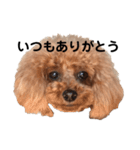 トイプードルのサラ便利スタンプ（個別スタンプ：30）
