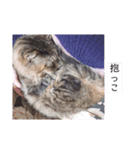 日常のネコたん（個別スタンプ：4）