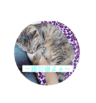 日常のネコたん（個別スタンプ：5）