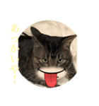 トトの播州弁3。今回も優空と心空も参加。（個別スタンプ：1）