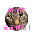 トトの播州弁3。今回も優空と心空も参加。（個別スタンプ：2）