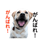 ラブラドールのシータちゃん（個別スタンプ：12）