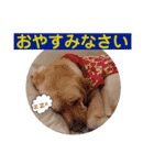 ラブラドールのシータちゃん（個別スタンプ：14）