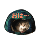 ハリネズミのノア＆カミー★1（個別スタンプ：1）