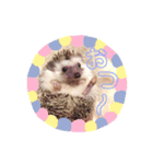 ハリネズミのノア＆カミー★1（個別スタンプ：2）
