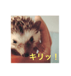 ハリネズミのノア＆カミー★1（個別スタンプ：3）