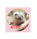 ハリネズミのノア＆カミー★1（個別スタンプ：6）