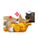 我が家の猫と魚（個別スタンプ：1）